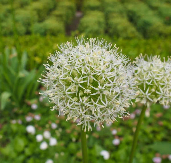 Flor Rainha do Marfim — Fotografia de Stock