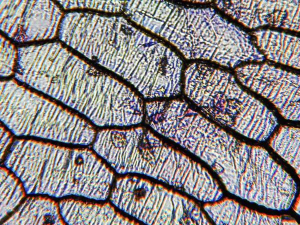 洋葱 epidermus 显微图像 — 图库照片
