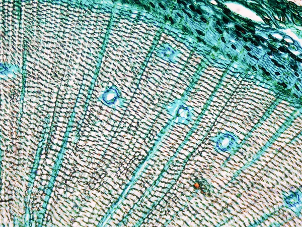 Pine Wood micrograph — Stock Photo, Image