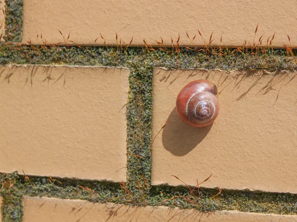 Caracol baboso — Foto de Stock