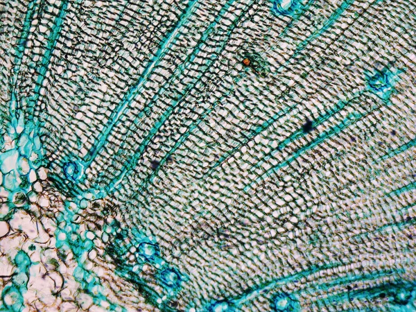 Pine Wood micrograph — Stock Photo, Image