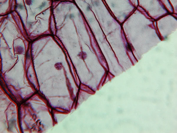 Цибуля epidermus мікрофотографія — стокове фото