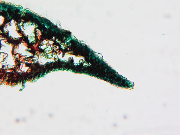 Micrograaf van dennenhout — Stockfoto