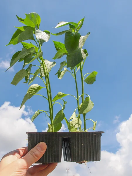 Plug pepper plant — Stock Photo, Image