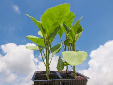 Plug aubergine plant clipart