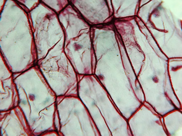 Цибуля epidermus мікрофотографія — стокове фото