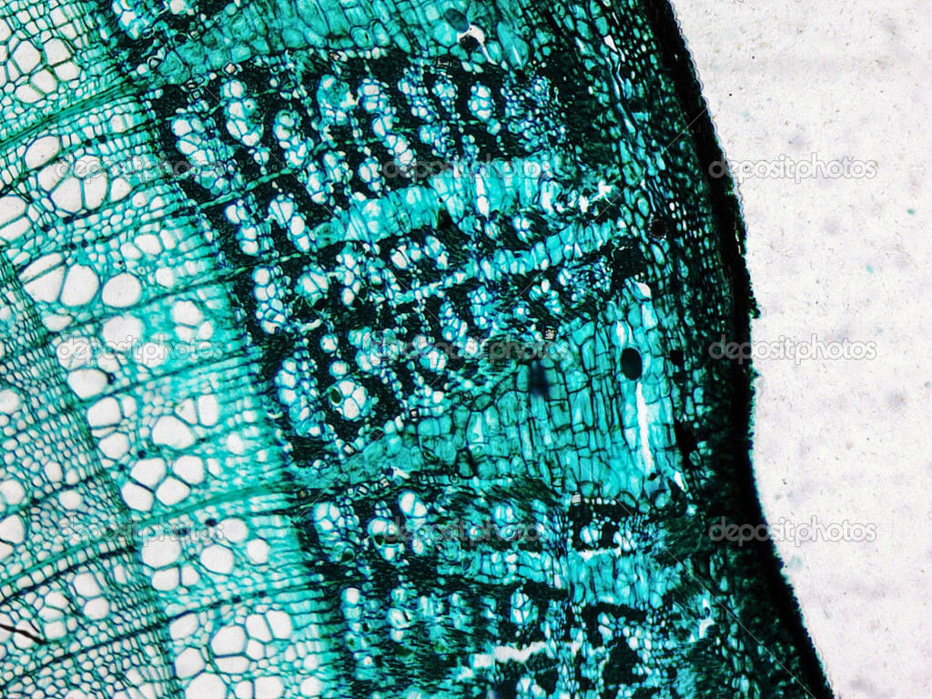 Pine Wood micrograph