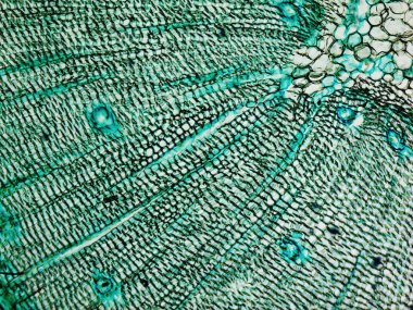 Çam Ağacı mikrografı