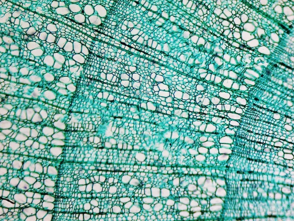 Pine Wood micrograph — Stock Photo, Image