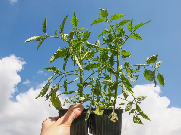 Plug tomato plant — Stock Photo, Image