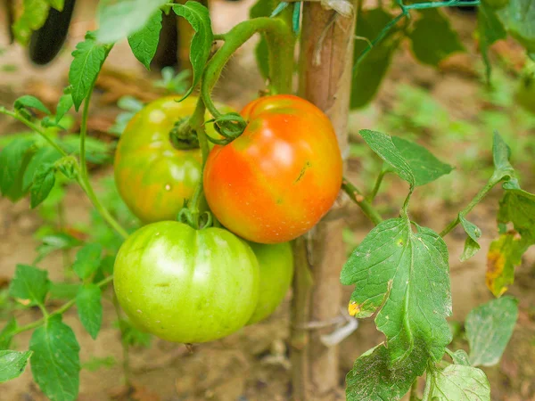 Tomate — Fotografia de Stock