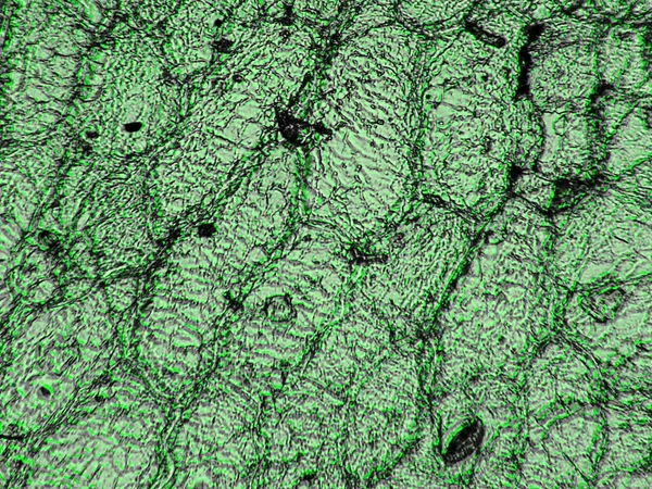 Micrografia de luz — Fotografia de Stock