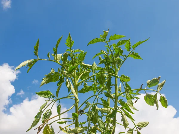 Plug tomato plant — Stock Photo, Image