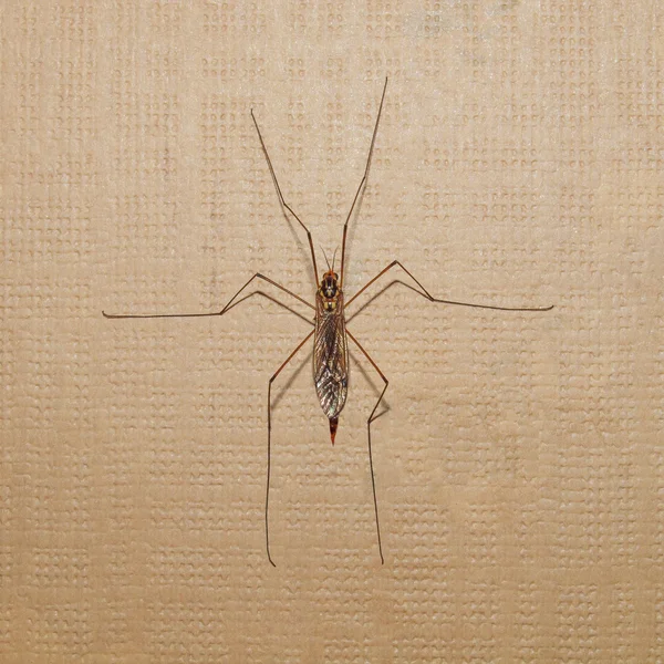 Crane Fly insect — Stock Photo, Image