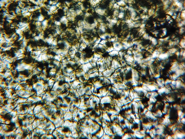 Micrographie des courgettes — Photo