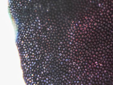 Sardunya çiçeği test