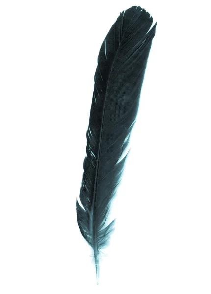 Feather — Stock Photo, Image