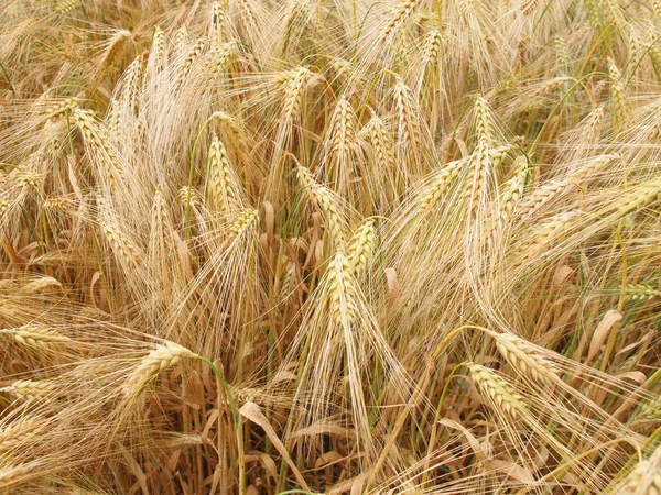 Campos de milho-arroz — Fotografia de Stock