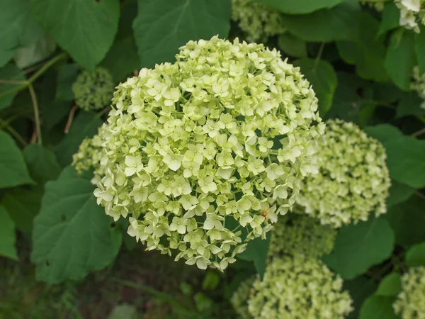 Fiore di ortensia — Foto Stock