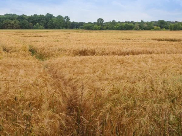 Campos de milho-arroz — Fotografia de Stock