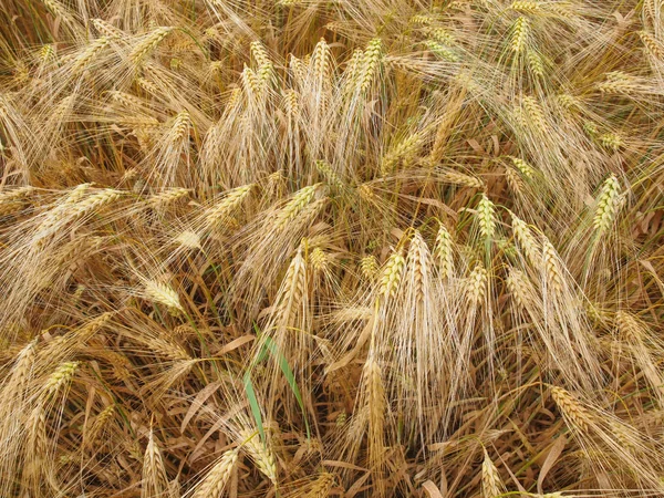 Barleycorn mező — Stock Fotó