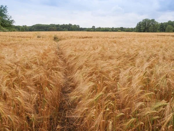 Campos de milho-arroz — Fotografia de Stock