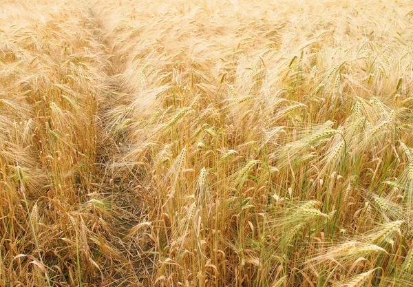 Campos de milho-arroz — Fotografia de Stock