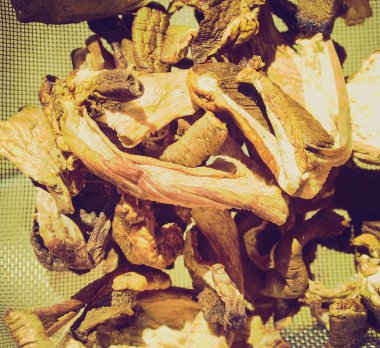 Retro görünüm mantar resmi