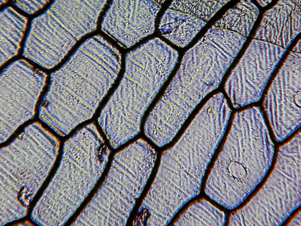 Micrógrafo epidermus de cebolla —  Fotos de Stock