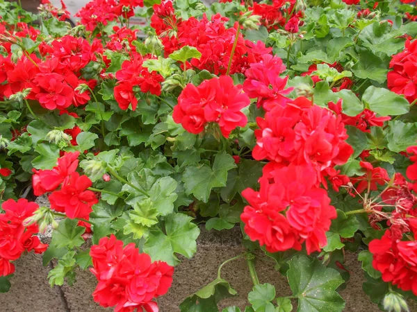 Geranium flower — Stock Photo, Image