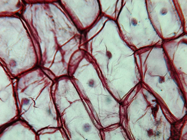 Cibule epidermus mikrofotografie — Stock fotografie