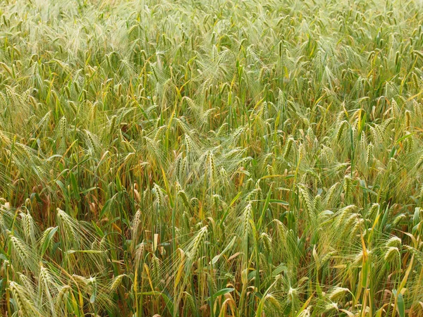 Câmpul Barleycorn — Fotografie, imagine de stoc