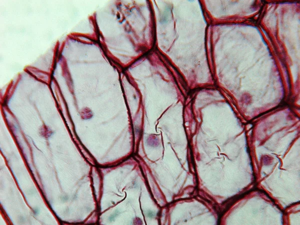 양파 epidermus 현미경 사진 — 스톡 사진