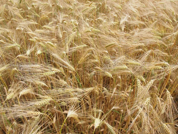 Campo di granoturco — Foto Stock