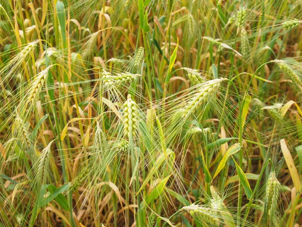 Barleycorn pole — Zdjęcie stockowe