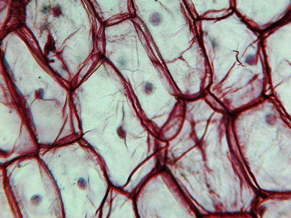 Cebula epidermus mikroskopu — Zdjęcie stockowe