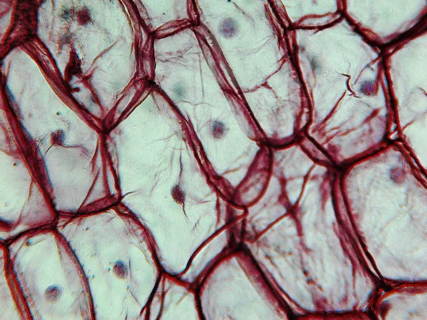 양파 epidermus 현미경 사진 — 스톡 사진