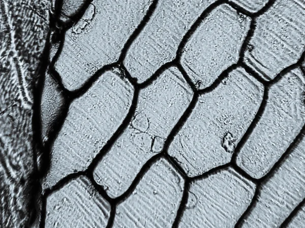 Cebula epidermus mikroskopu — Zdjęcie stockowe