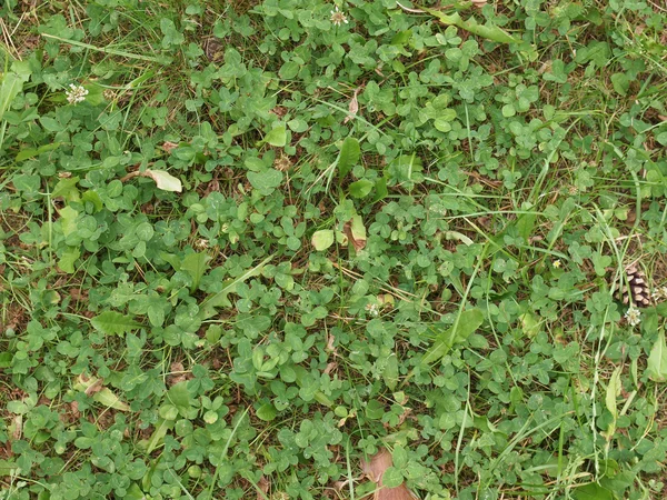 Clover meadow — Stock Photo, Image