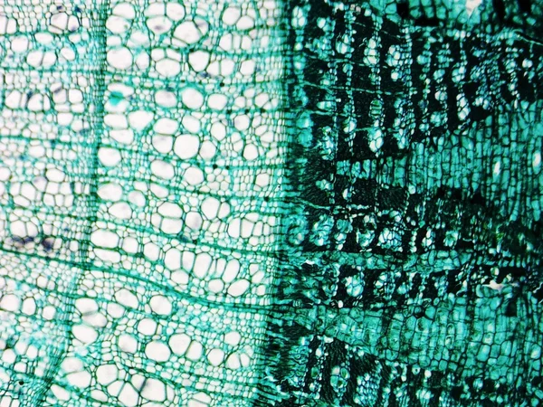 Pine Wood micrograph — Stock Photo, Image