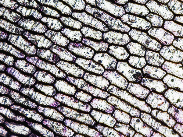 Цибуля epidermus мікрофотографія — стокове фото