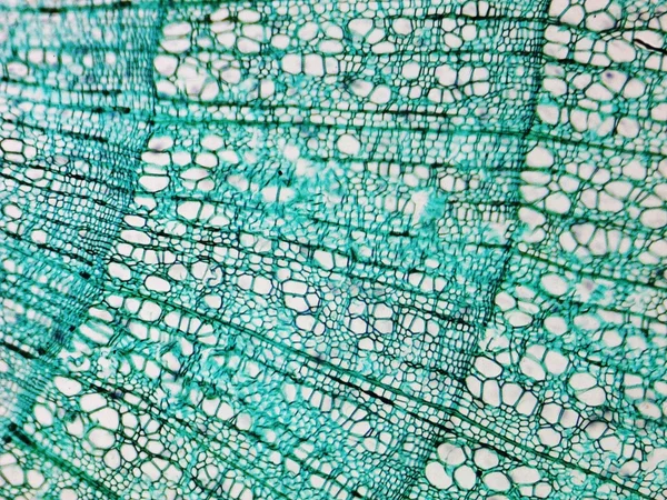 Pine Wood micrograph — Stock Photo, Image