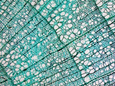 Çam Ağacı mikrografı