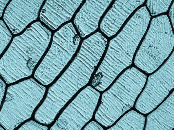Κρεμμύδι epidermus μικρογραφία — Φωτογραφία Αρχείου