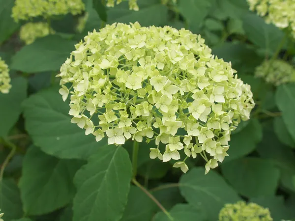 Hortensia flower