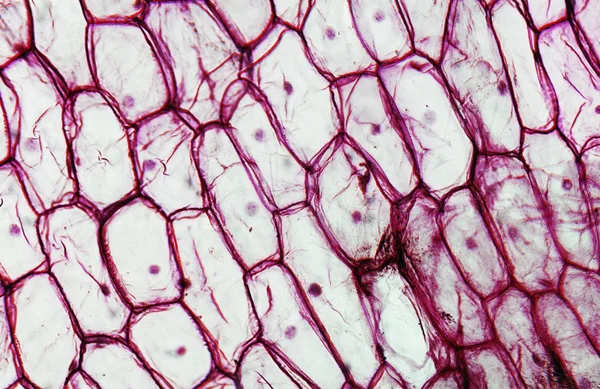 Micrógrafo epidermus de cebolla —  Fotos de Stock