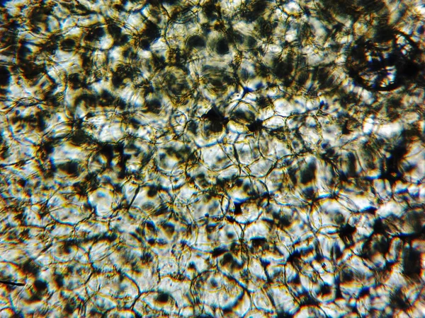 Micrographie des courgettes — Photo