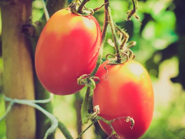 Tomate de aspecto retro — Foto de Stock