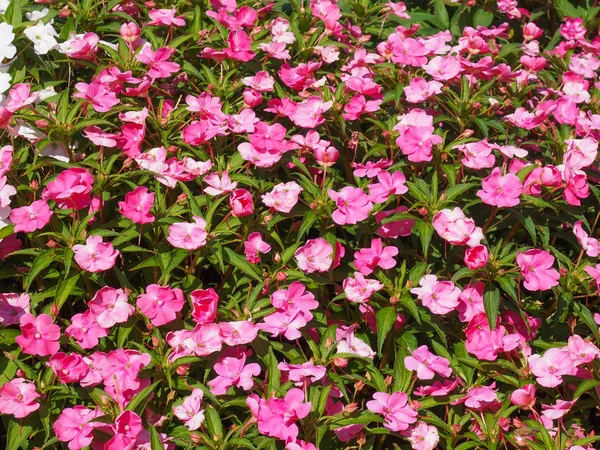 Impatiens Nova Guiné flor — Fotografia de Stock