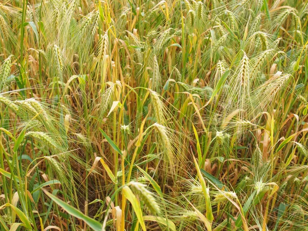 Barleycorn mező — Stock Fotó